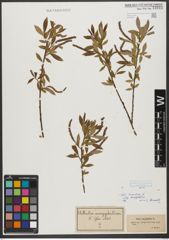 Foto von Salix triandra subsp. amygdalina (L.) Schübl. & G. Martens